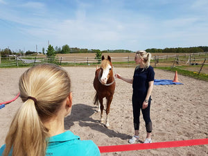 Pferdegestütztes Einzelcoaching Dresdner Erlebniswelt
