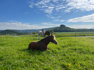 Pferdegestütztes Teamevent Dresdner Erlebniswelt