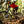 Load image into Gallery viewer, Downhill im Bikepark Dresdner Erlebniswelt