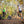 Load image into Gallery viewer, Monsterroller - Aktiv Tour Dresdner Erlebniswelt