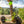 Load image into Gallery viewer, Monsterroller - Georgenbad 2 er Tour Dresdner Erlebniswelt