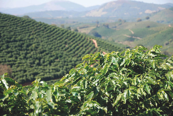Kaffeerösterei Führung Dresden